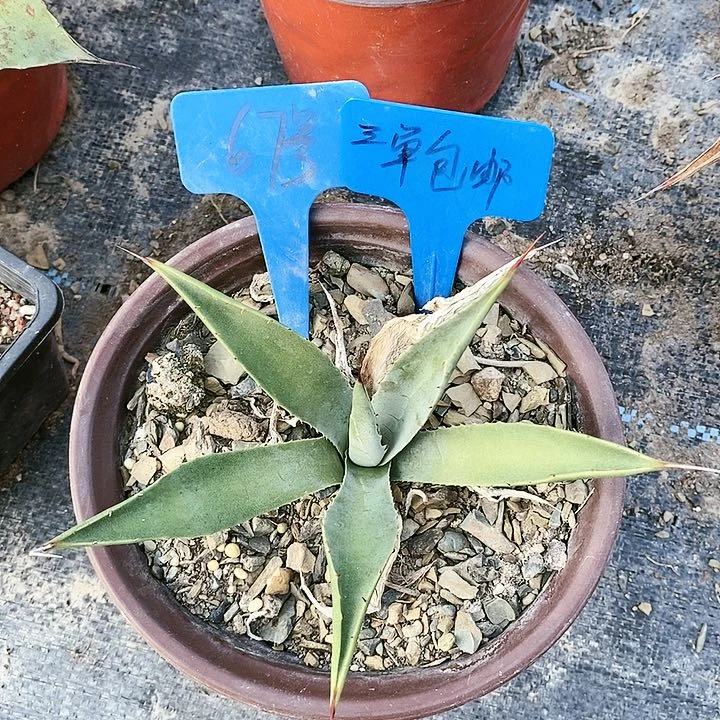 【闪购商品】无花朵龙舌兰煞威原始种