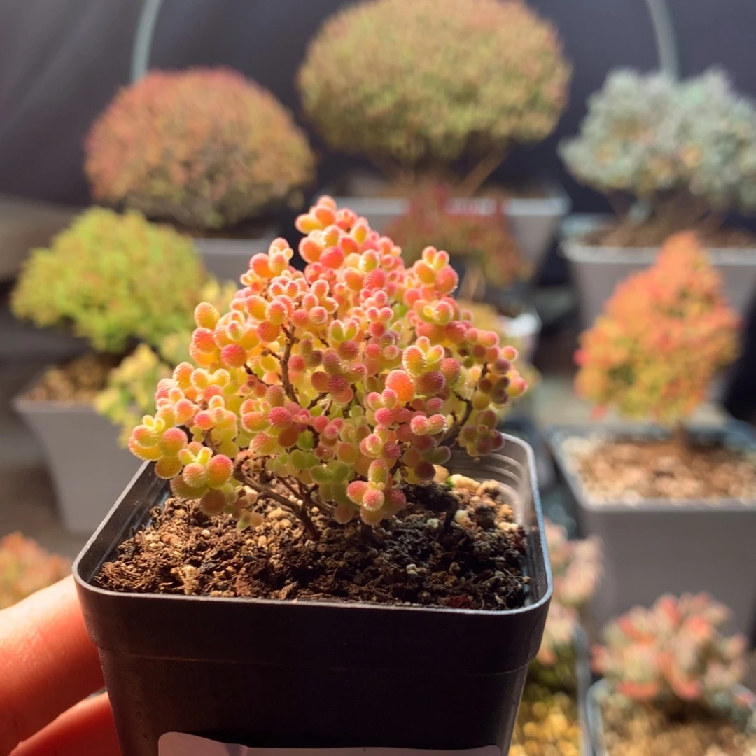 精控蜜橘糖球931