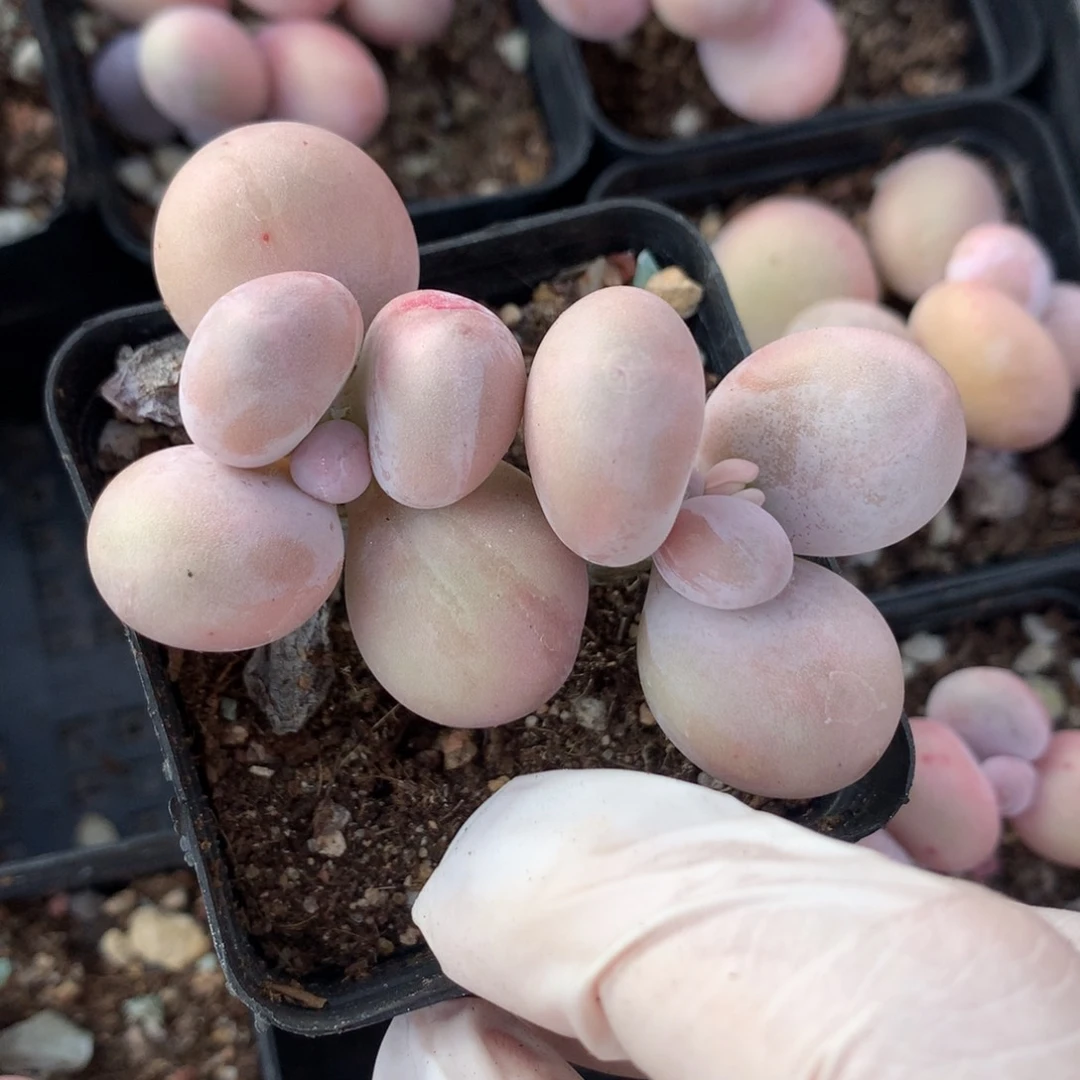 水光针石化水光针拉丝。