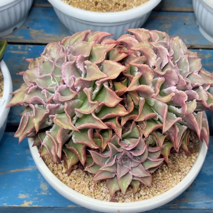 多肉植物一物一拍06