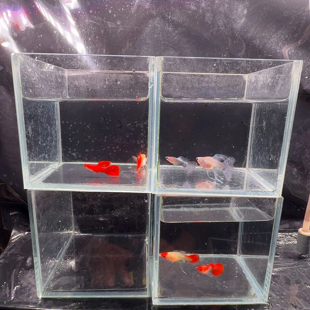 小***闲海水鱼蓝礼服玻璃猫1对血红1对深海蓝玻璃猫1对