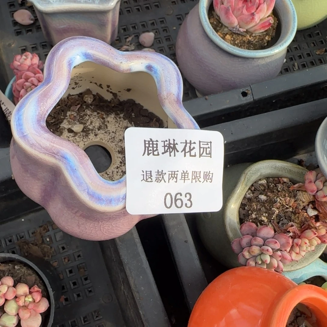 3****9多肉很小看清楚下单拒绝非品质售后63