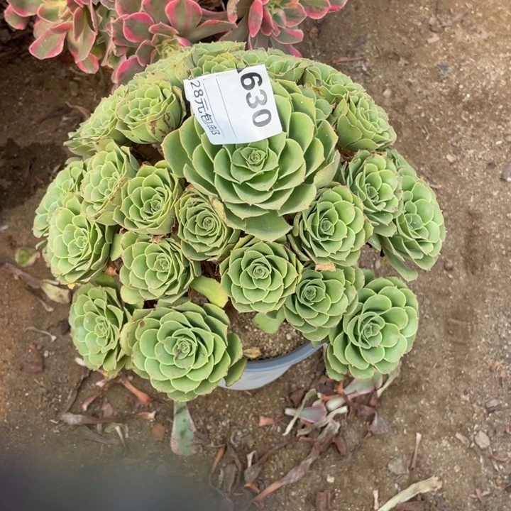 多肉绿杨蓉法师630