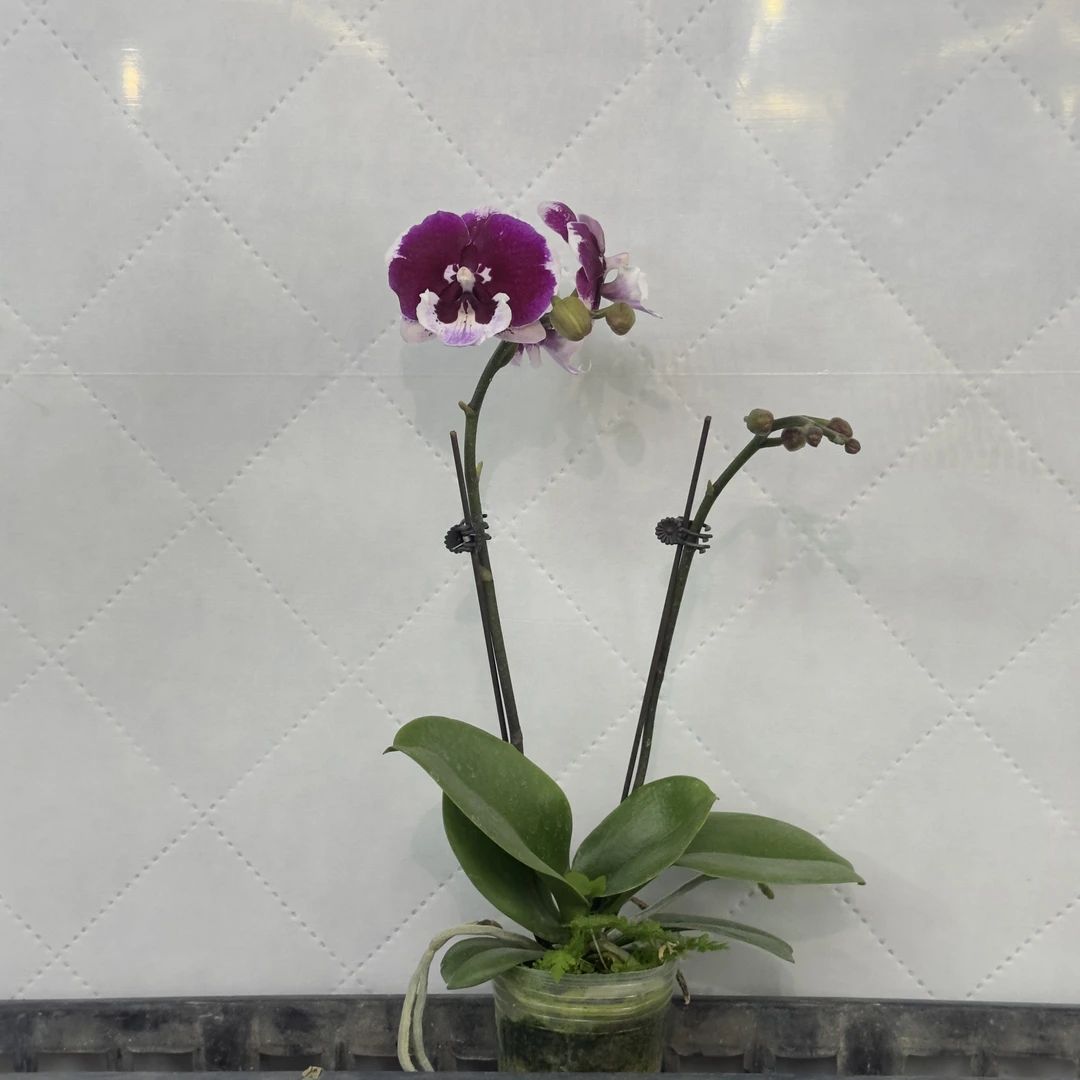 富豪优选（卡布奇诺）蝴蝶兰花期长好养护