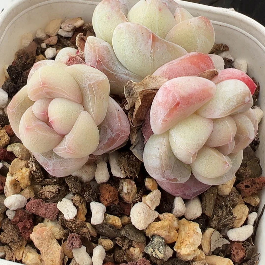 多肉珍妮冰玉三头带仔1405