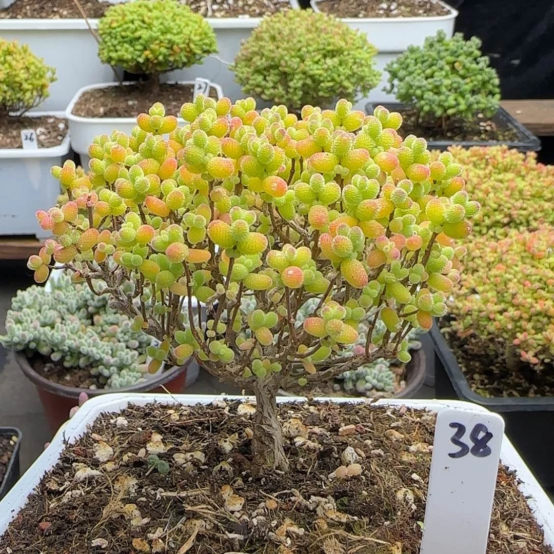 金桔糖球一物一拍