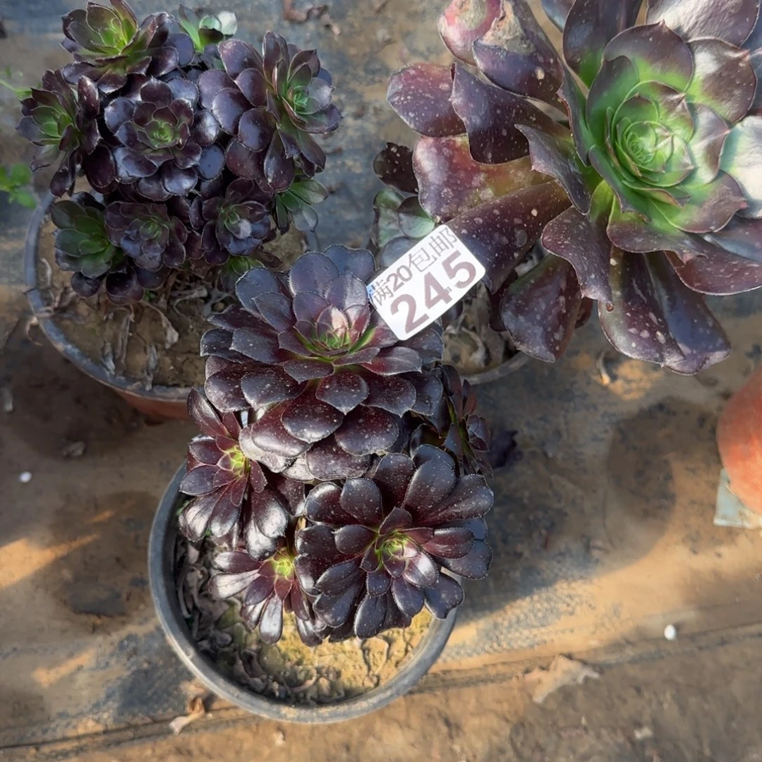 多肉三棵245满20包邮断枝不包