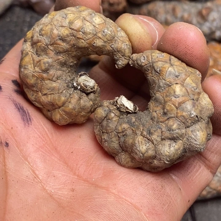 文玩核桃吊坠东北特产214