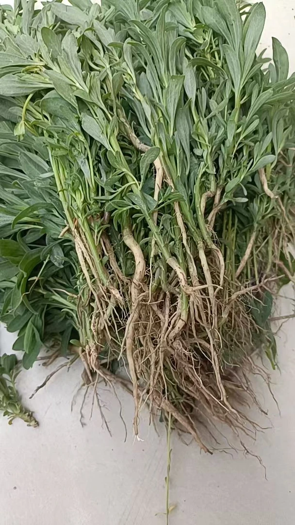 2025野生新鲜扫帚苗地肤子苗扫帚菜（整颗带根）中药材带泥保湿发货