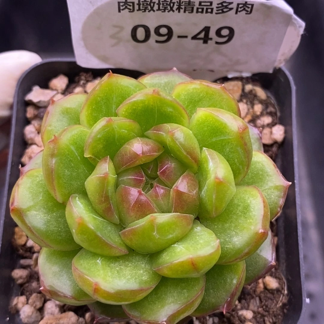 【闪购商品】09-49