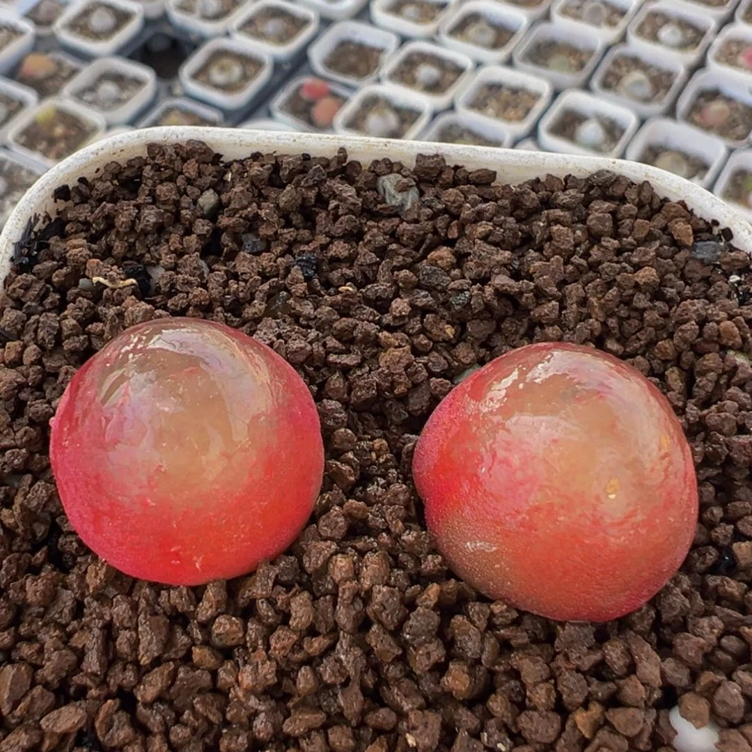 *****95多肉植物百科植物