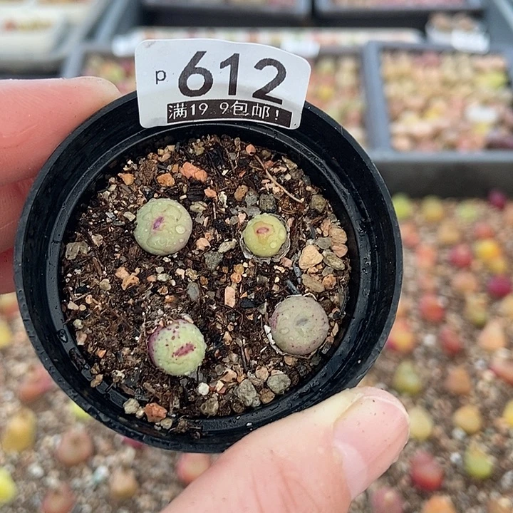 艳大舅生石花肉锥多肉612