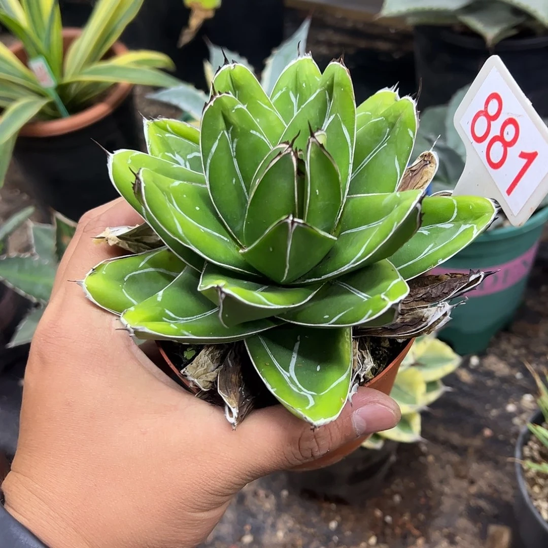 D型笹之雪龙舌兰系列