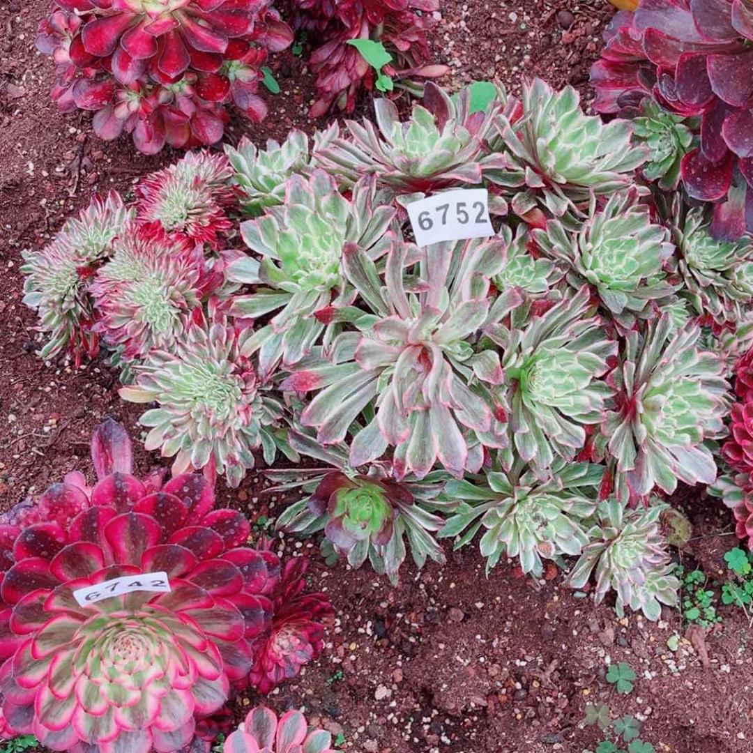 刘*?皱叶仙缀多肉不售后发货