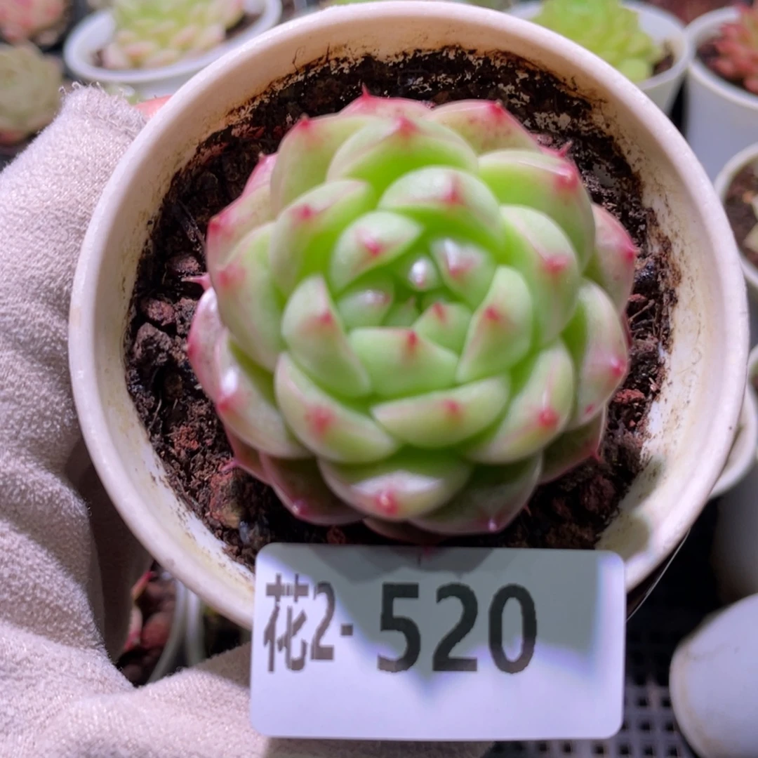 花利美2-520麦秆单头