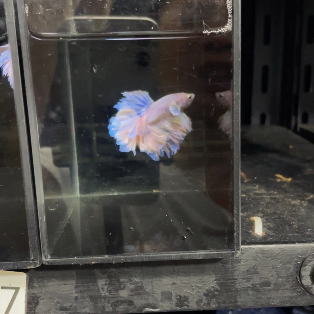 海水鱼哈哈哈哈哈哈哈哈哈