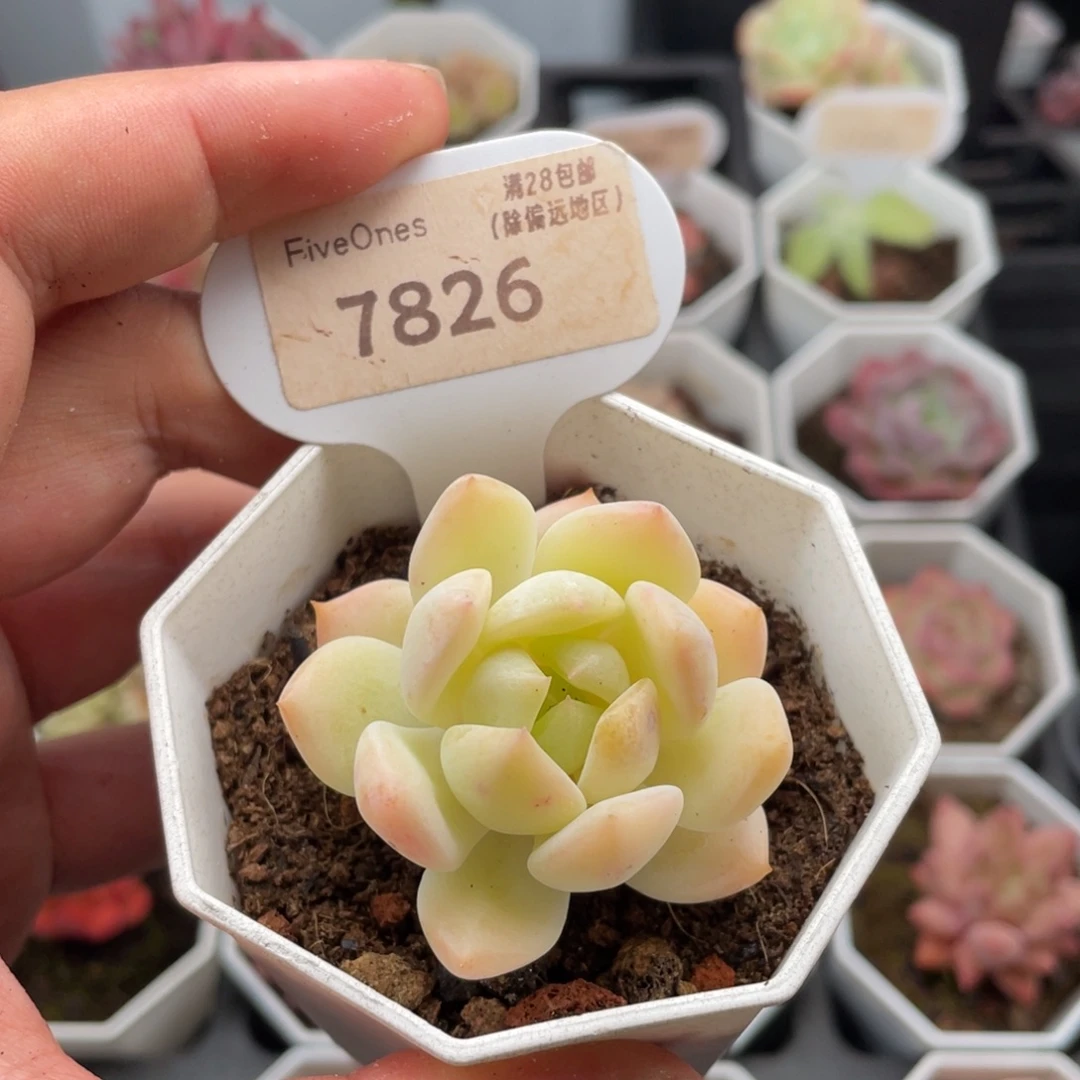 海盐薄荷7826-5厘米