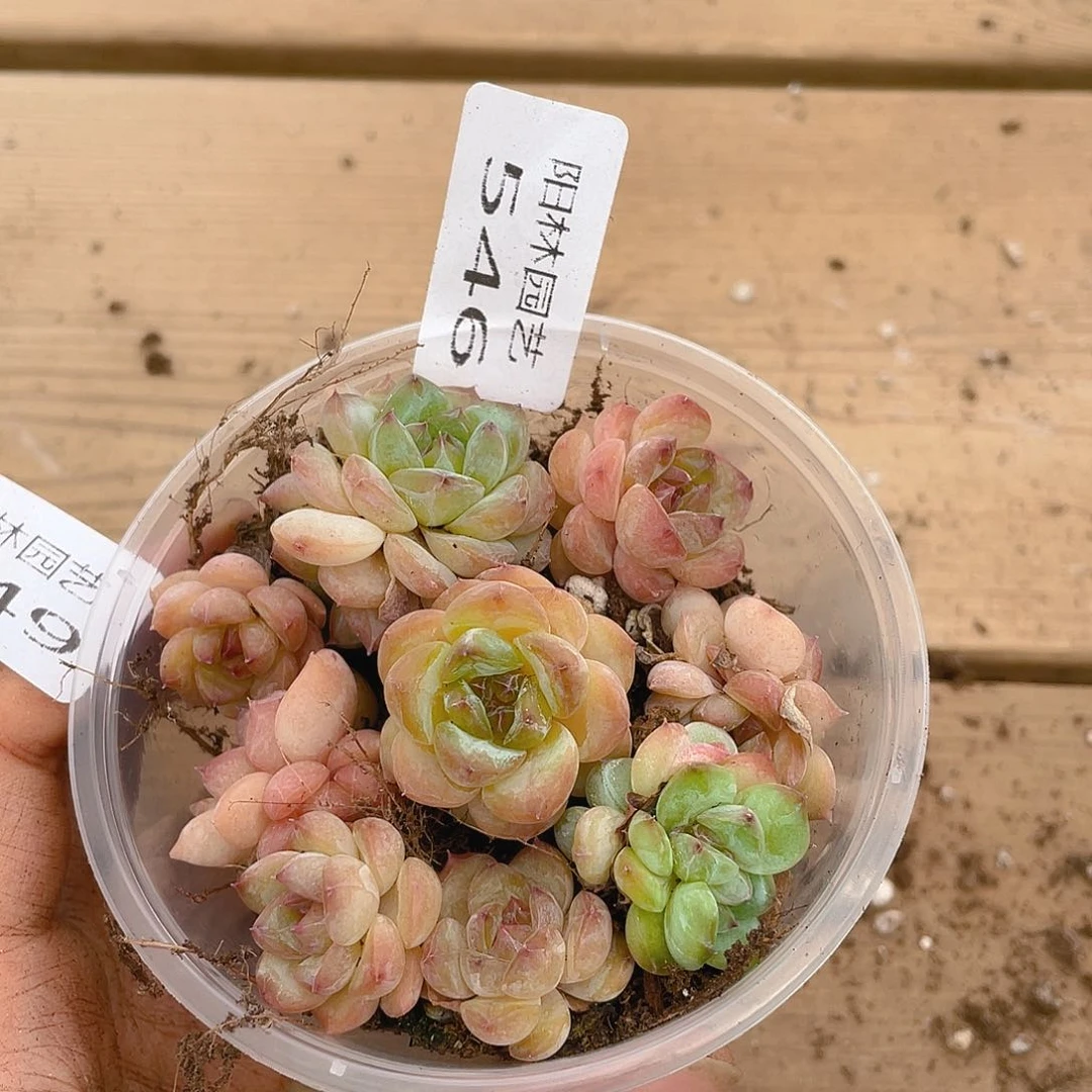多肉植物多肉植物546