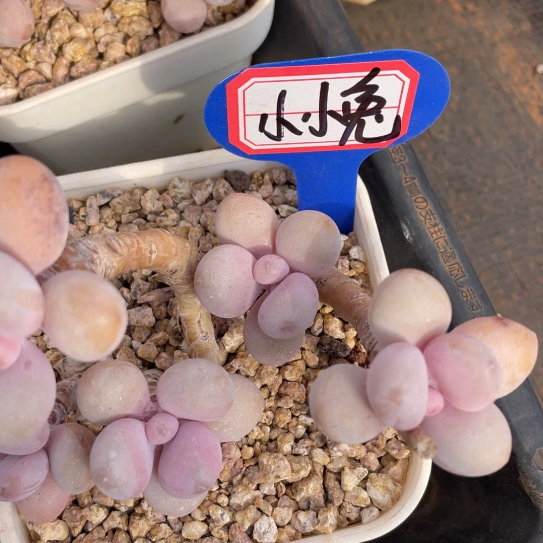 小***?姐姐我要买衣服穿