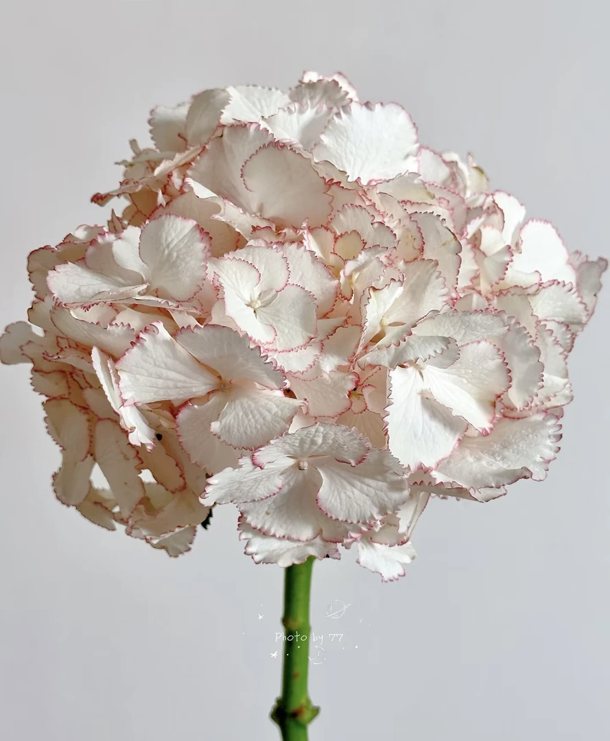 鸡尾酒绣球花1加仑原盆原土带花苞