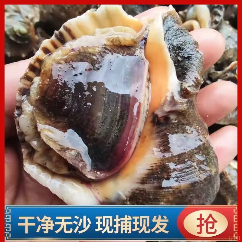 鲜活海螺批发现发大中小海鲜新鲜野生水产贝类超肥螺类顺丰冷链
