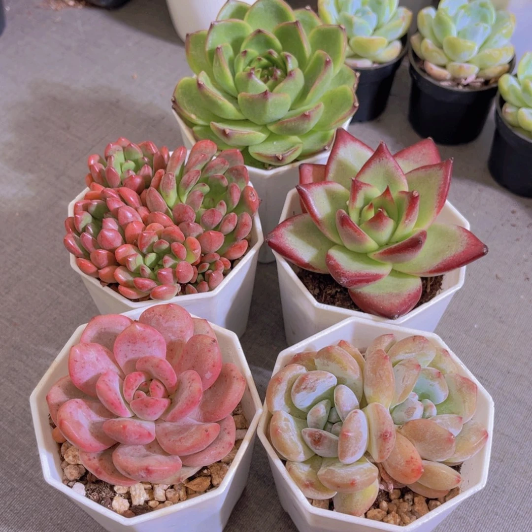 特价5盆带盆土罗卡月亮石林依晨宝石橙梦露