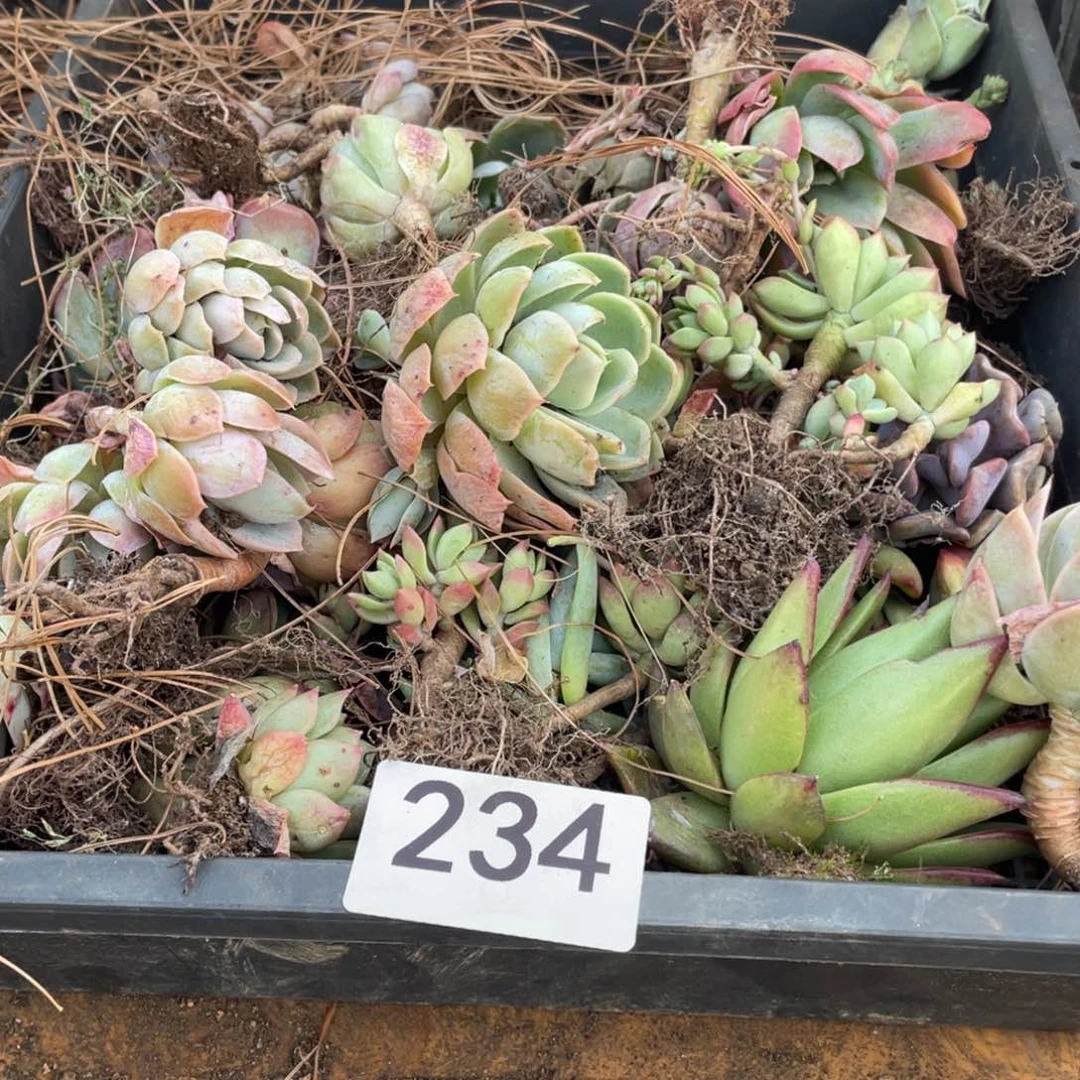 官****?断肢。缺水无售后234