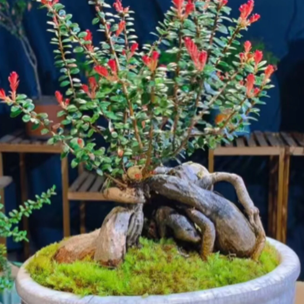 云南珍珠米叶五翅梅