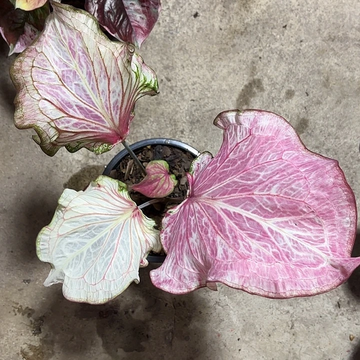 六***天33-0927纯洁的心泰国发货