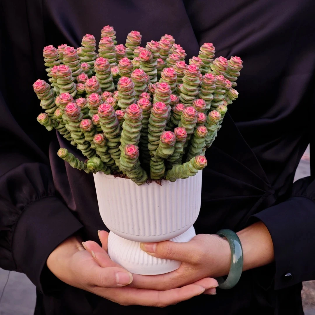 钱多多中号50-60个头起发ZQ 梅子多肉好看新手闭眼入阳台庭院一单