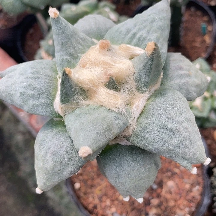 10cm嫁接分指青瓷牡丹