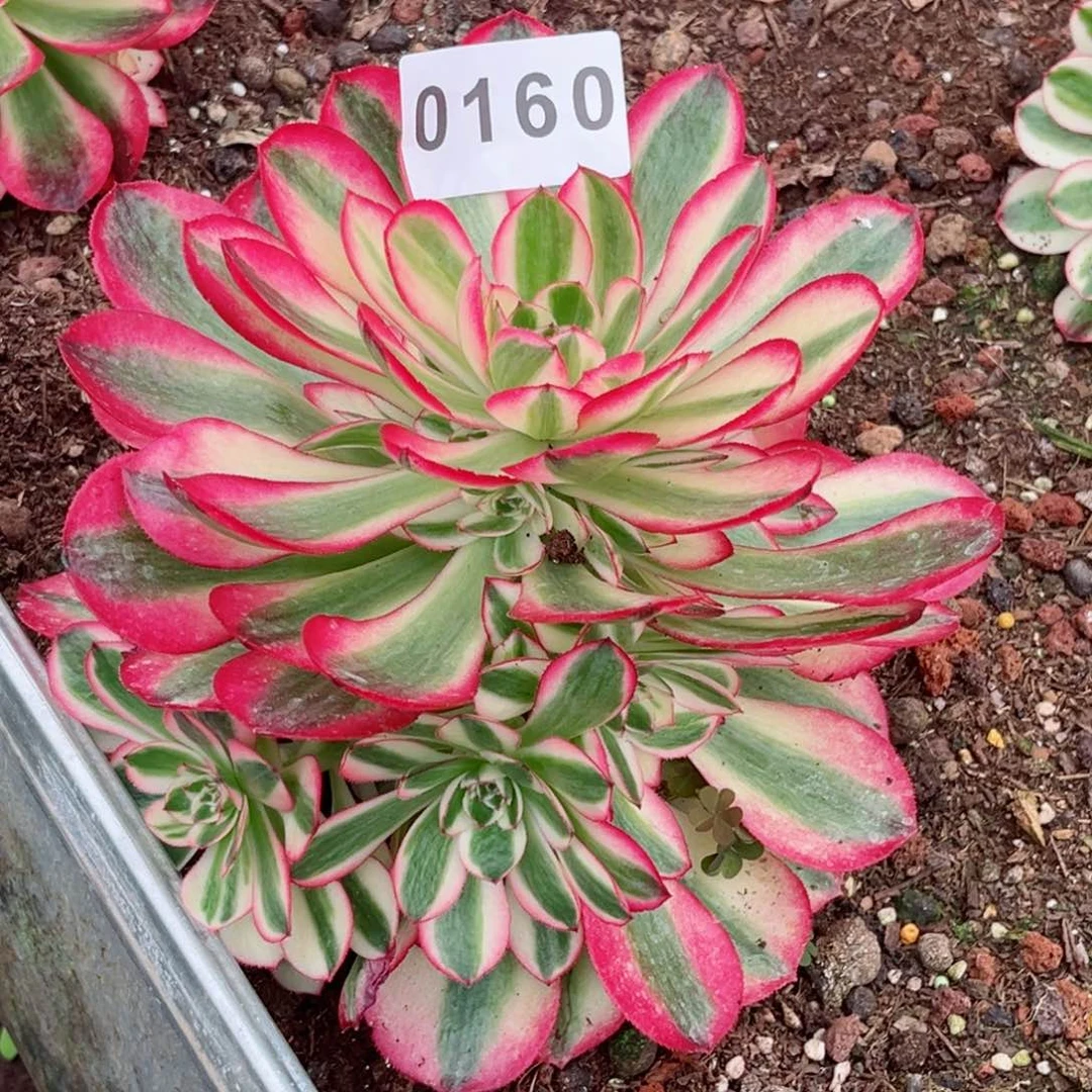 荔枝多肉发货发货