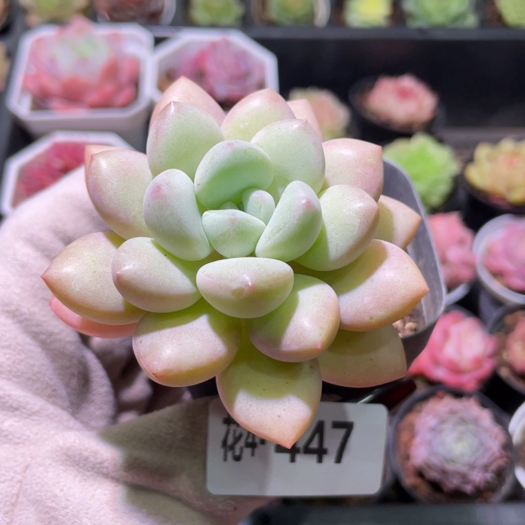 花利美4-447泡泡糖