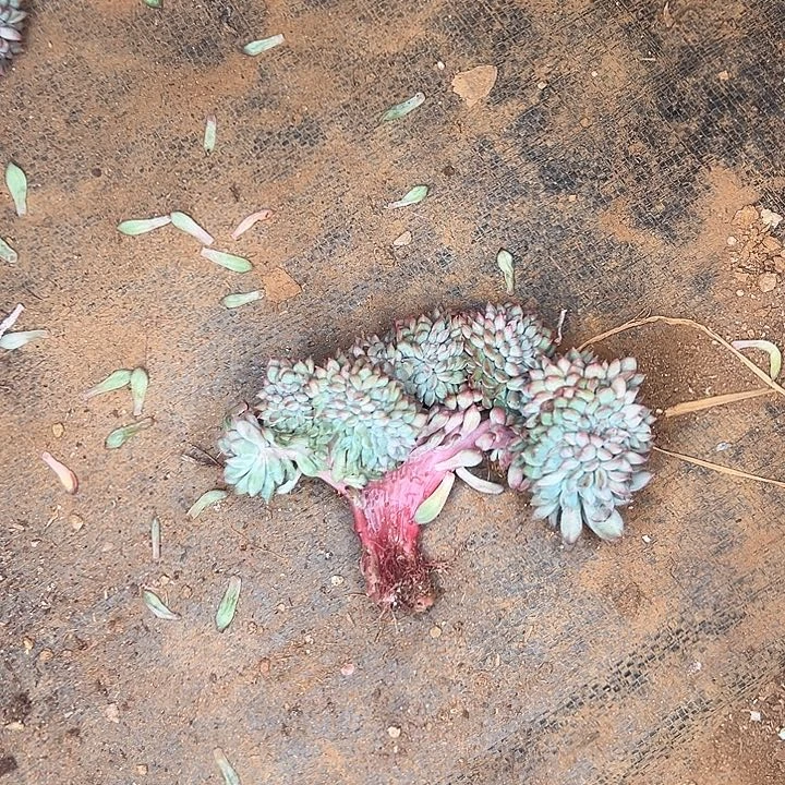 桑***榆多肉植物实物直播实物232