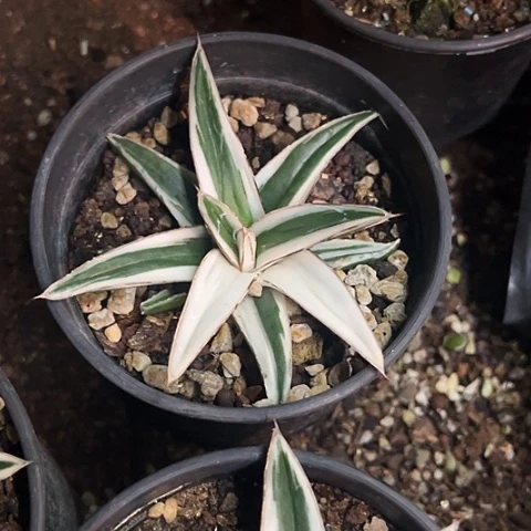 宝***:冰山生长速度植物