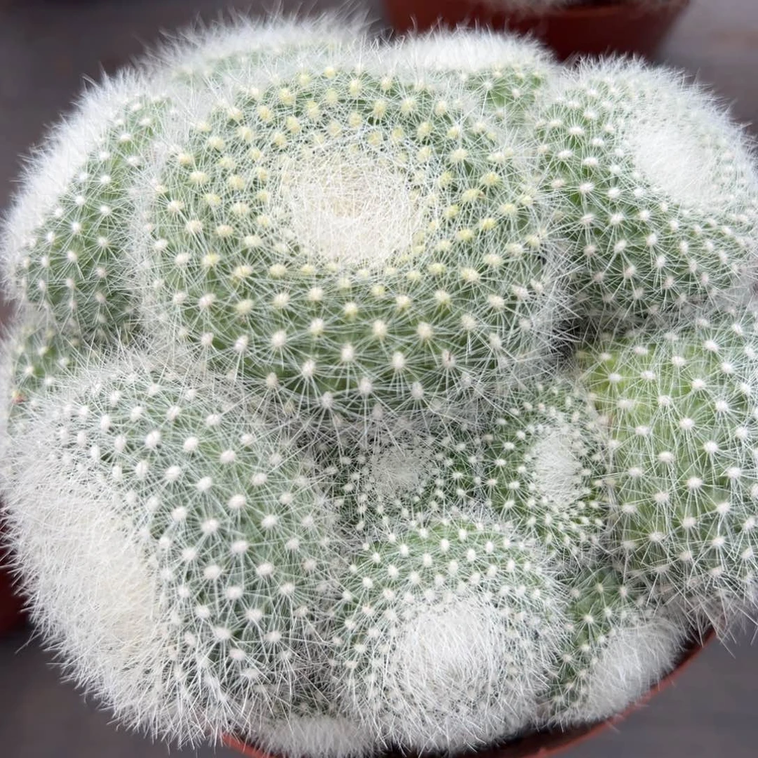 白雪光随机一颗。