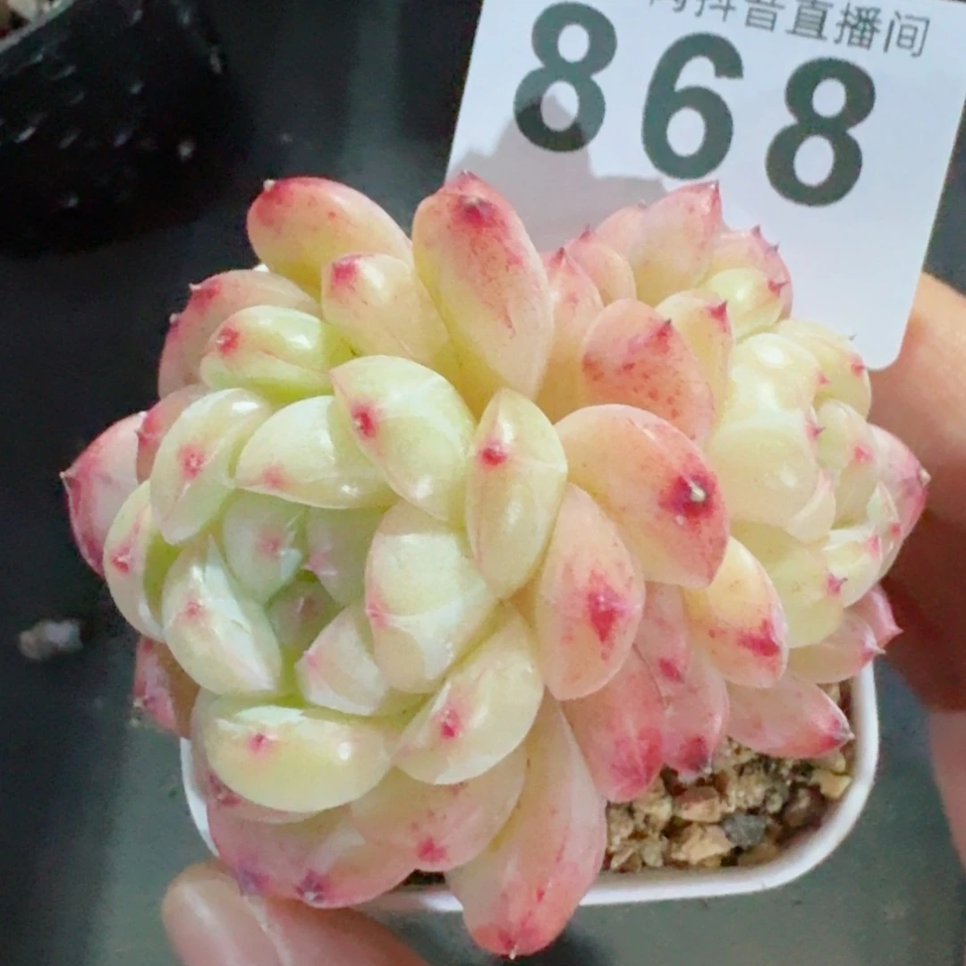 於*麦秆胖子         精品多肉