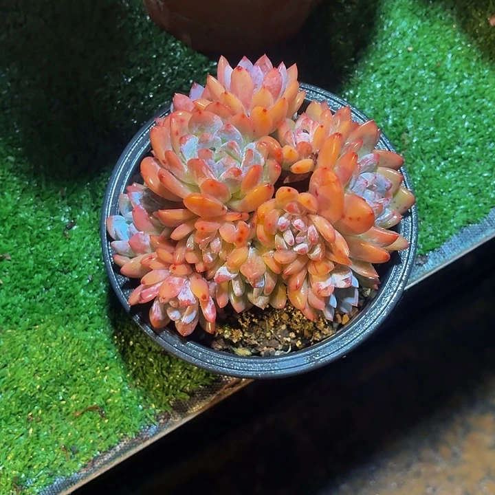 甘***甜丽娟花卉梦露多头