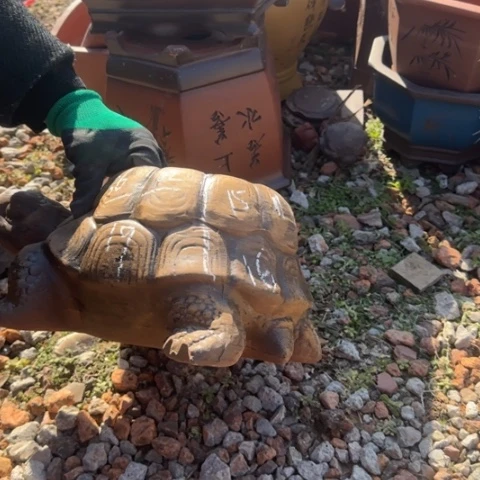 紫砂花盆紫砂花盆盆景盆栽