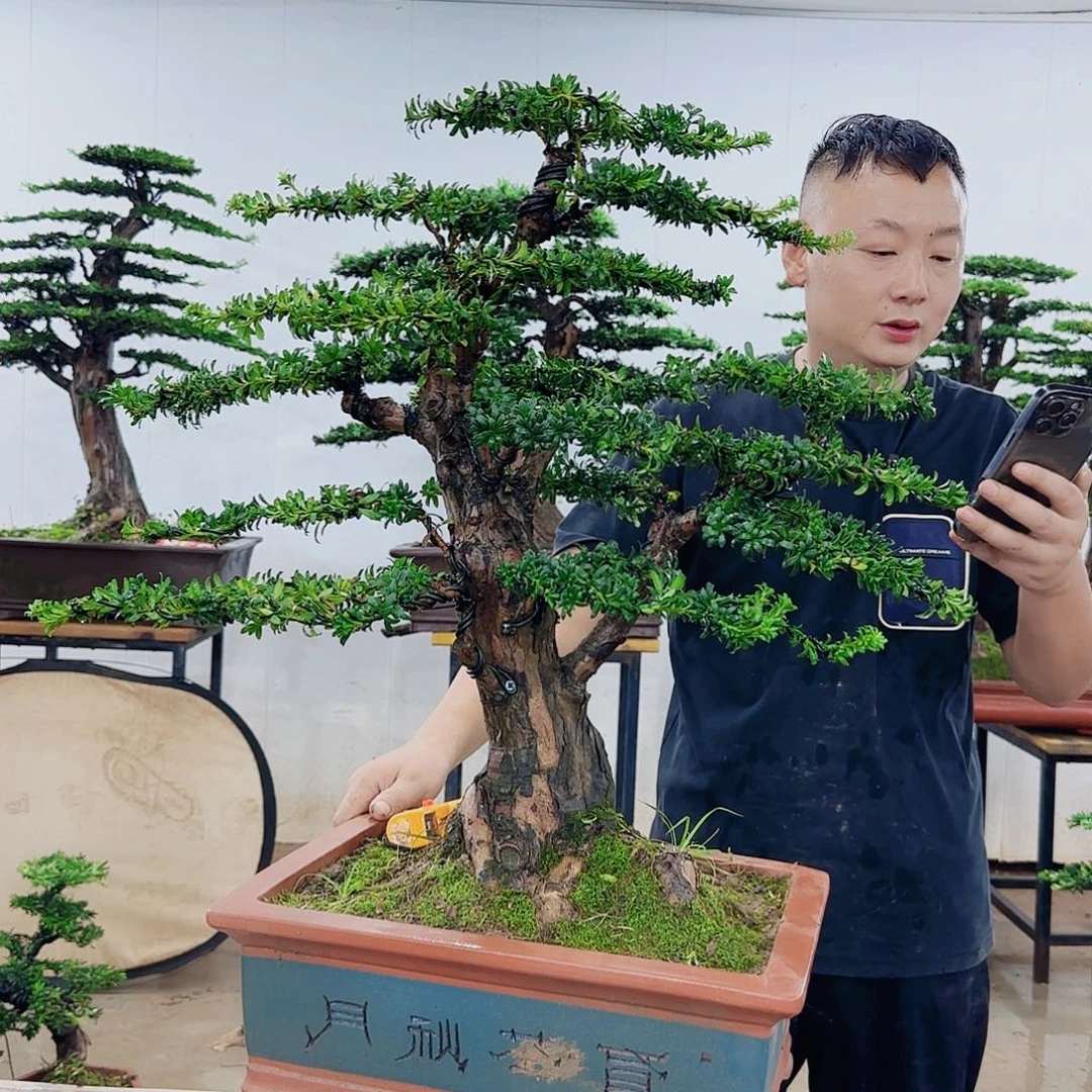 无花朵盆景制作过程非常