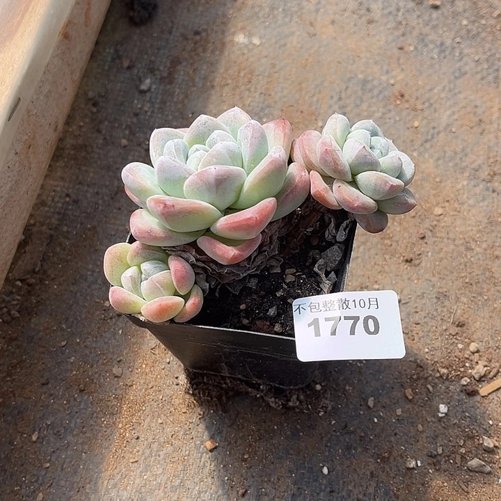 阿雅园艺。        1770