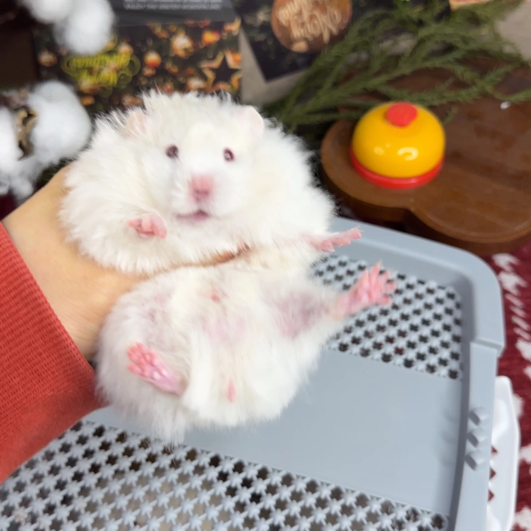 蜜波弟弟10.18生日