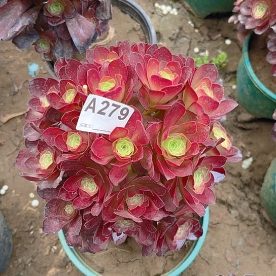 魅金玫瑰法师8.1