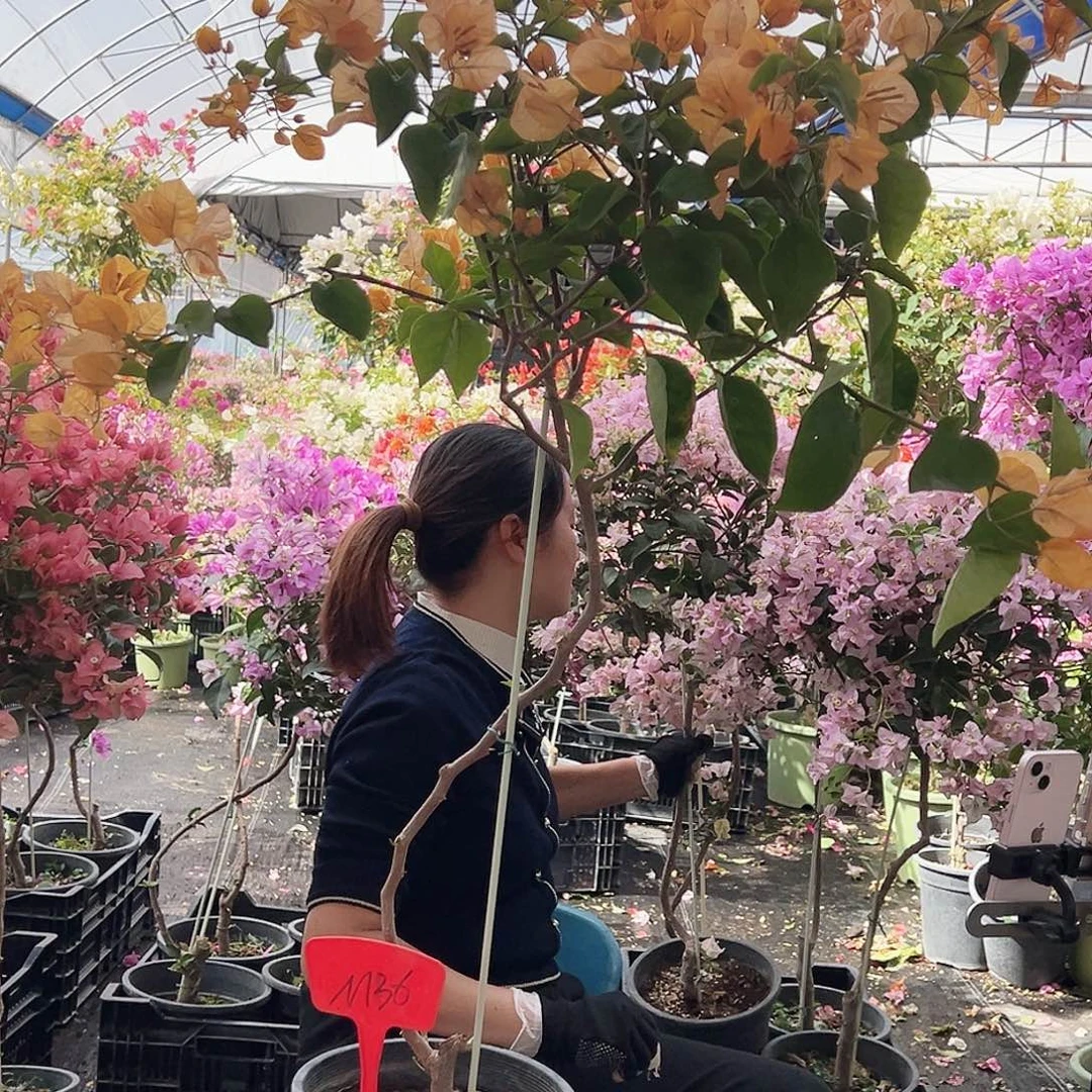霞***大部分花苞少量开放M36金探戈