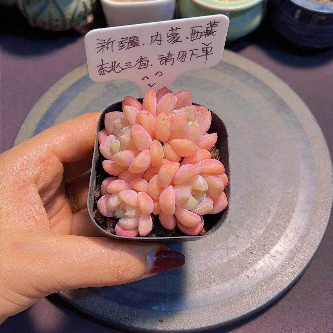 粉冰玉珍妮，带盆发货，