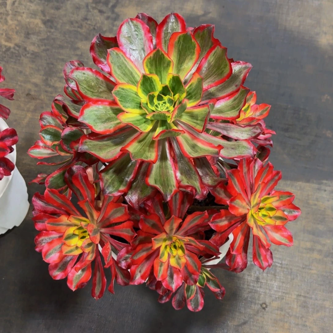 奇***源魅影 发货物流到付