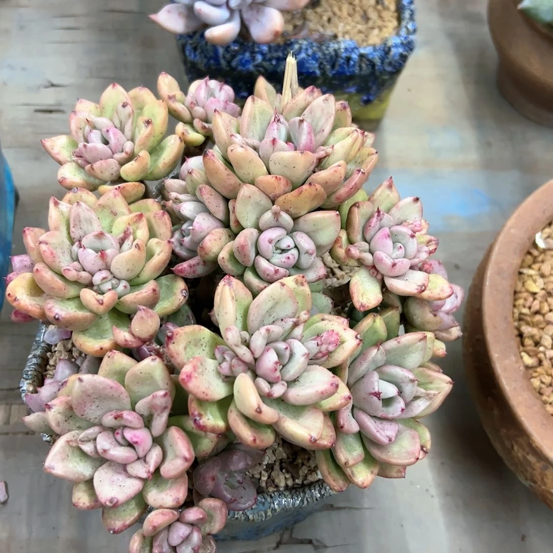 鳄梨68 零零多肉植物