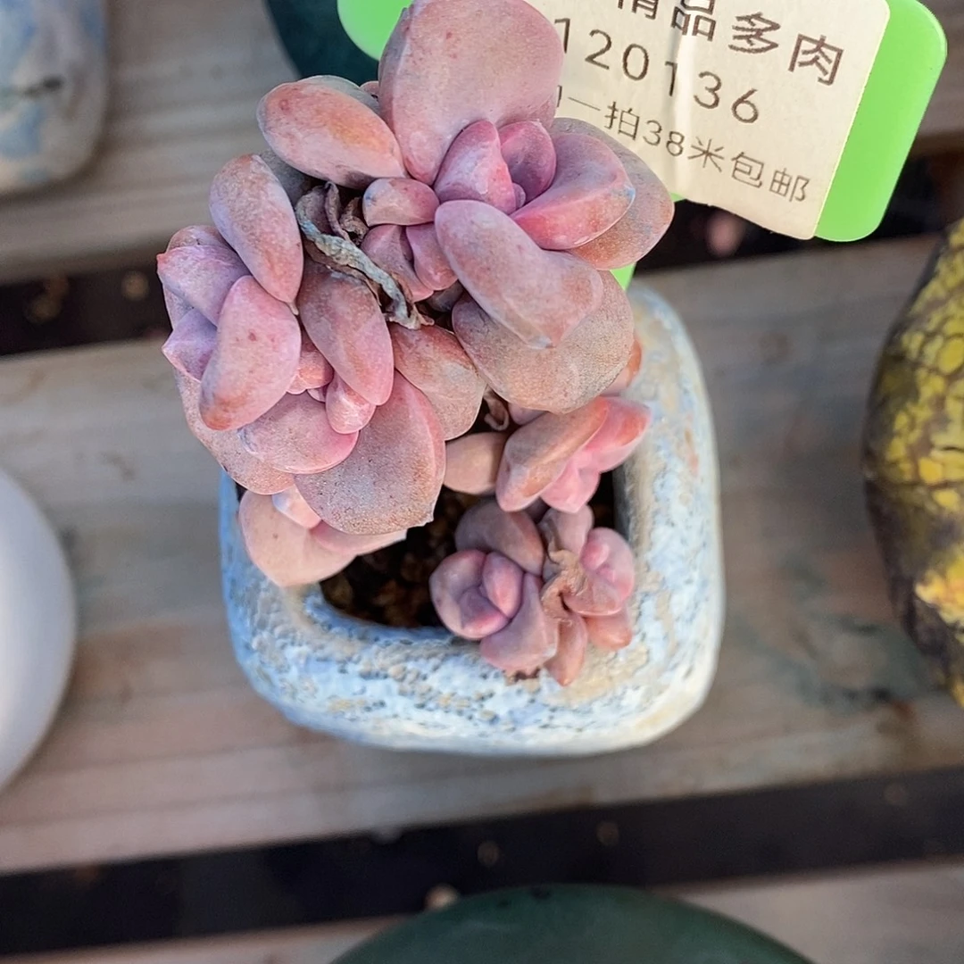 136透气莉莉咯嗯哦哦哦哦