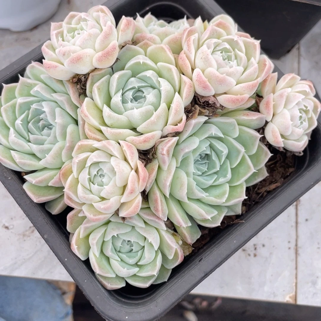 月影杂交粉色群生满35包邮
