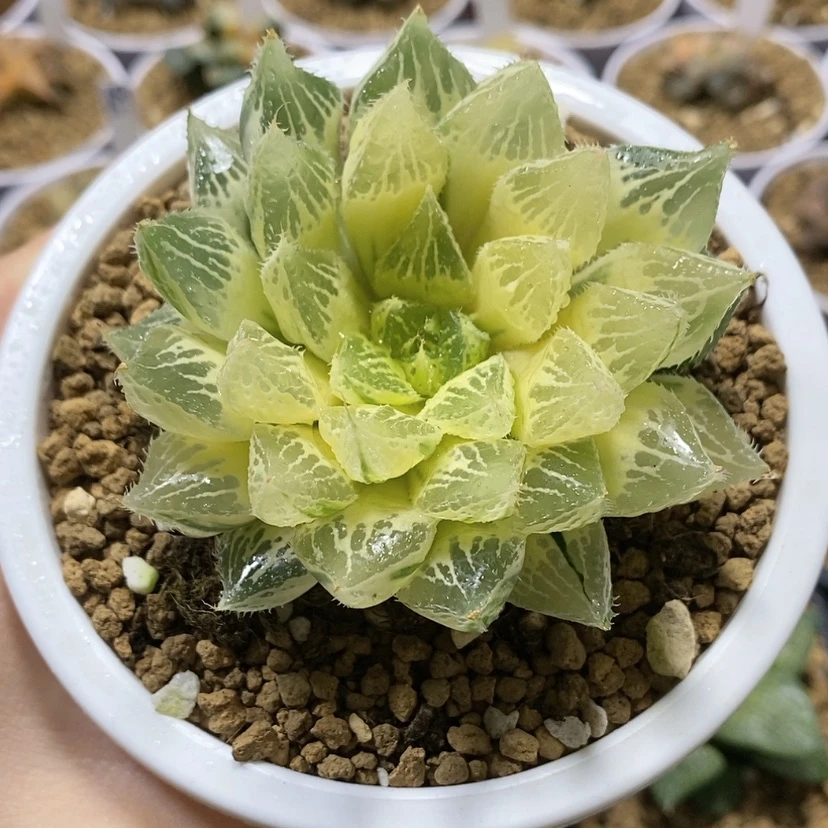 【闪购商品】糊斑宝莲灯玉露锦